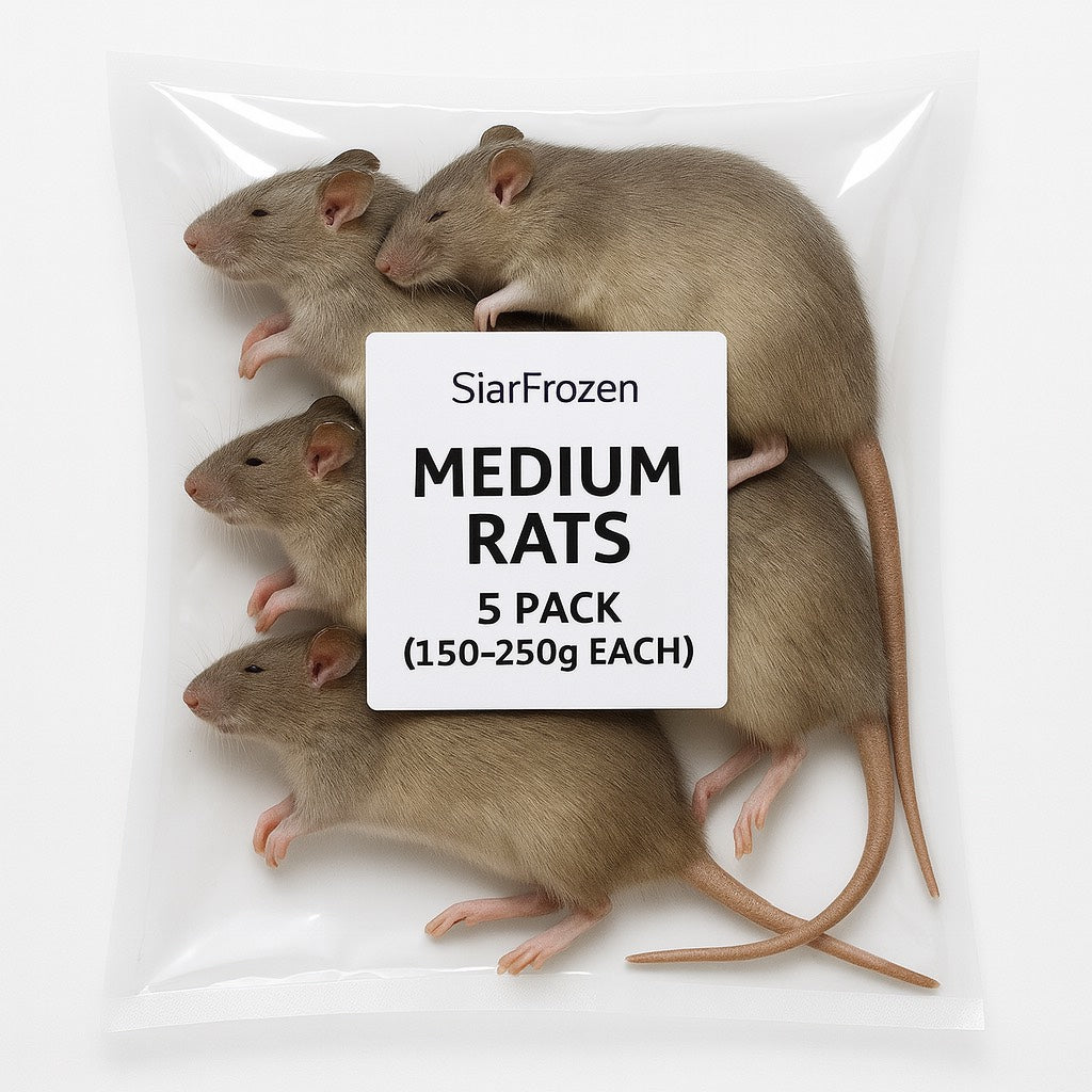 SiarFrozen Medium Rats 5-pack — Frozen adult rats weighing 150g-250g, providing a substantial whole-prey meal for predatory reptiles.