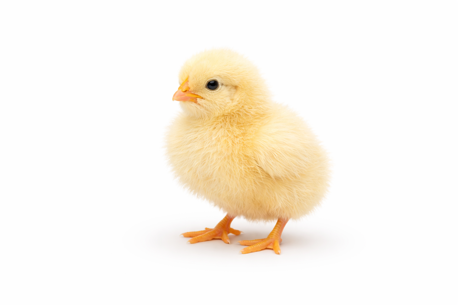 Frozen Chicks for Raptors & Exotic Carnivores