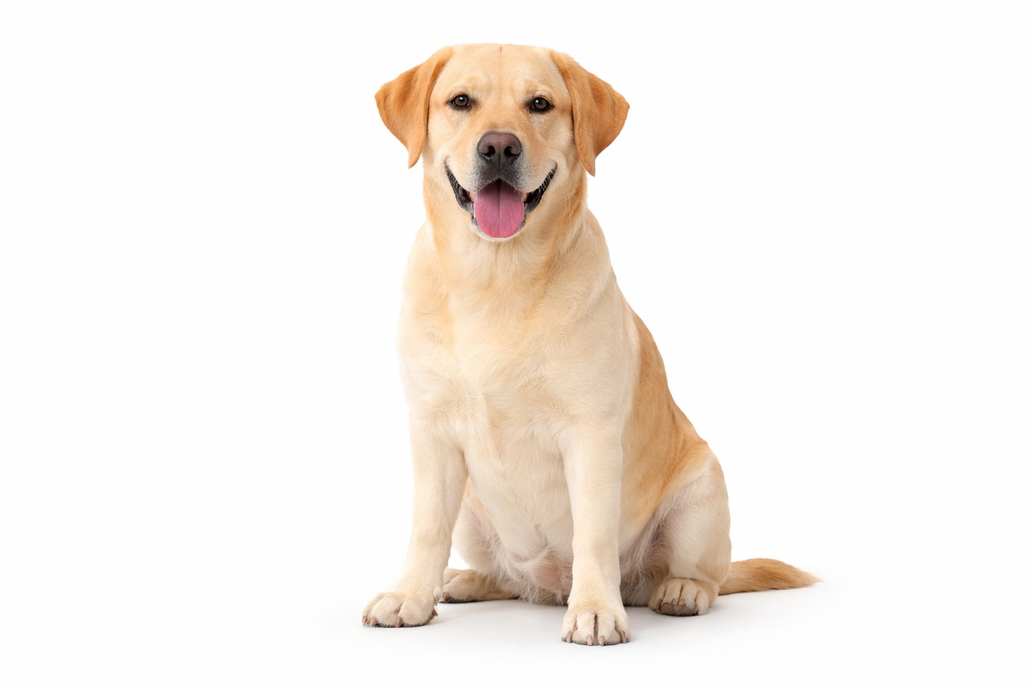 SiarFrozen™ Raw Dog Food Essentials