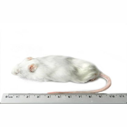 SiarFrozen™ XL Mice (30g+) – 20 Pack Bulk Frozen Feed