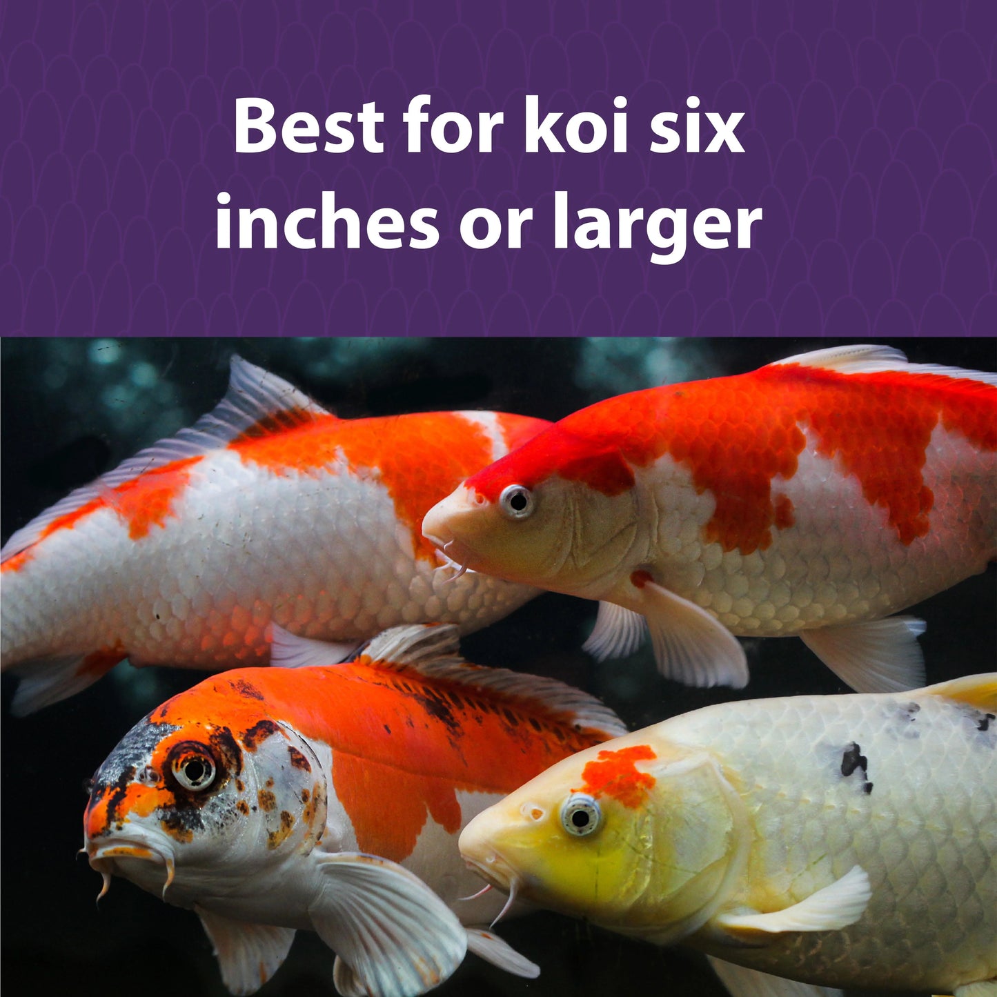 Mazuri Koi Platinum Nuggets 9.07kg