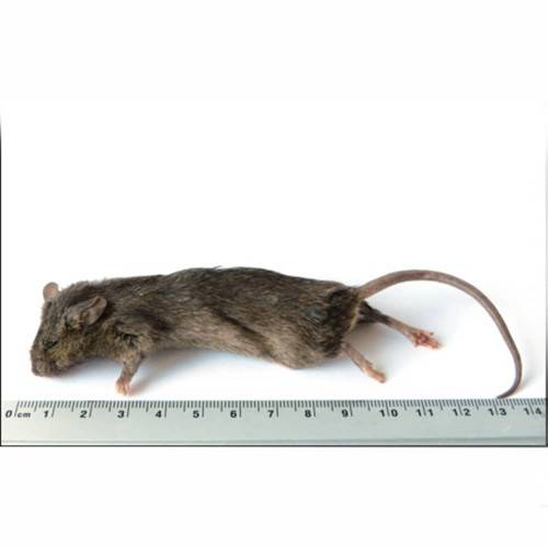 SiarFrozen Large Mice (25g–30g) – 20 Pack Bulk Frozen Feed