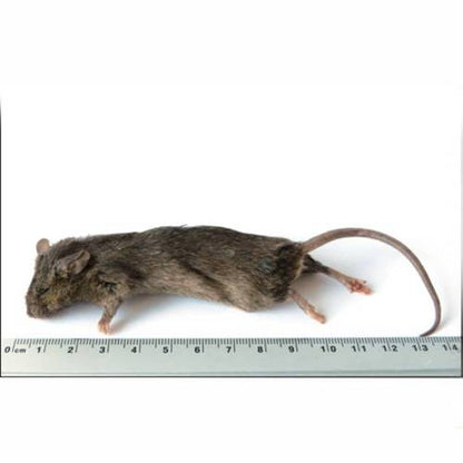 SiarFrozen Large Mice (25g–30g) – 20 Pack Bulk Frozen Feed