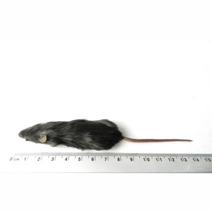 SiarFrozen Medium Mice (16g–25g) – 20 Pack Bulk Frozen Feed