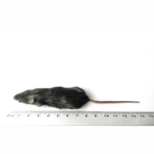 SiarFrozen™ Medium Mice (16g–25g) – 10 Pack Bulk Frozen Feed