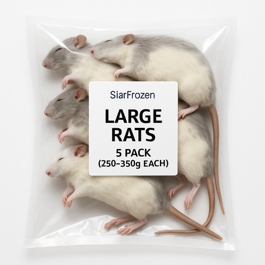 SiarFrozen Large Rats 5-pack — Frozen adult rats weighing 250g-350g, providing a substantial meal for large-bodied predatory reptiles.