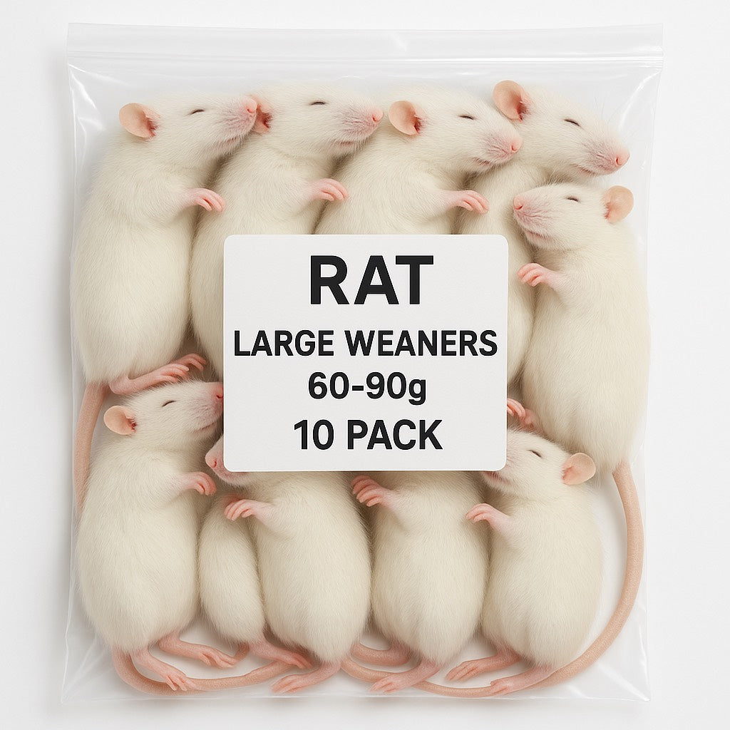 SiarFrozen Large Weaner Rats 10-pack — Frozen sub-adult rats weighing 60g-90g, designed for high-protein feeding of growing reptiles.