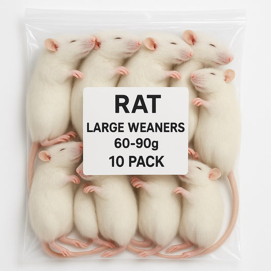 SiarFrozen Large Weaner Rats 10-pack — Frozen sub-adult rats weighing 60g-90g, designed for high-protein feeding of growing reptiles.