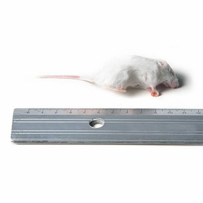 SiarFrozen Small Mice 10–15g (20 Pack)