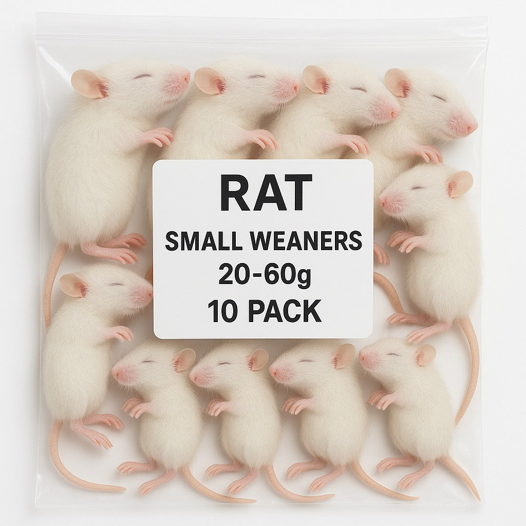 SiarFrozen Small Weaner Rats 10-pack — Frozen juvenile rats weighing 20g-60g, ideal for transitional feeding of growing reptiles.