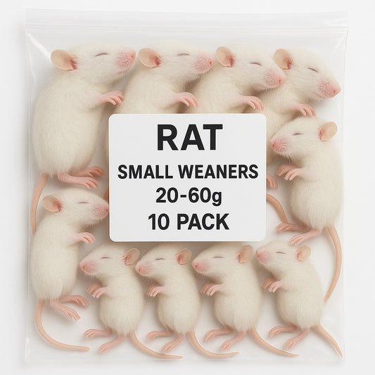 SiarFrozen Small Weaner Rats 10-pack — Frozen juvenile rats weighing 20g-60g, ideal for transitional feeding of growing reptiles.